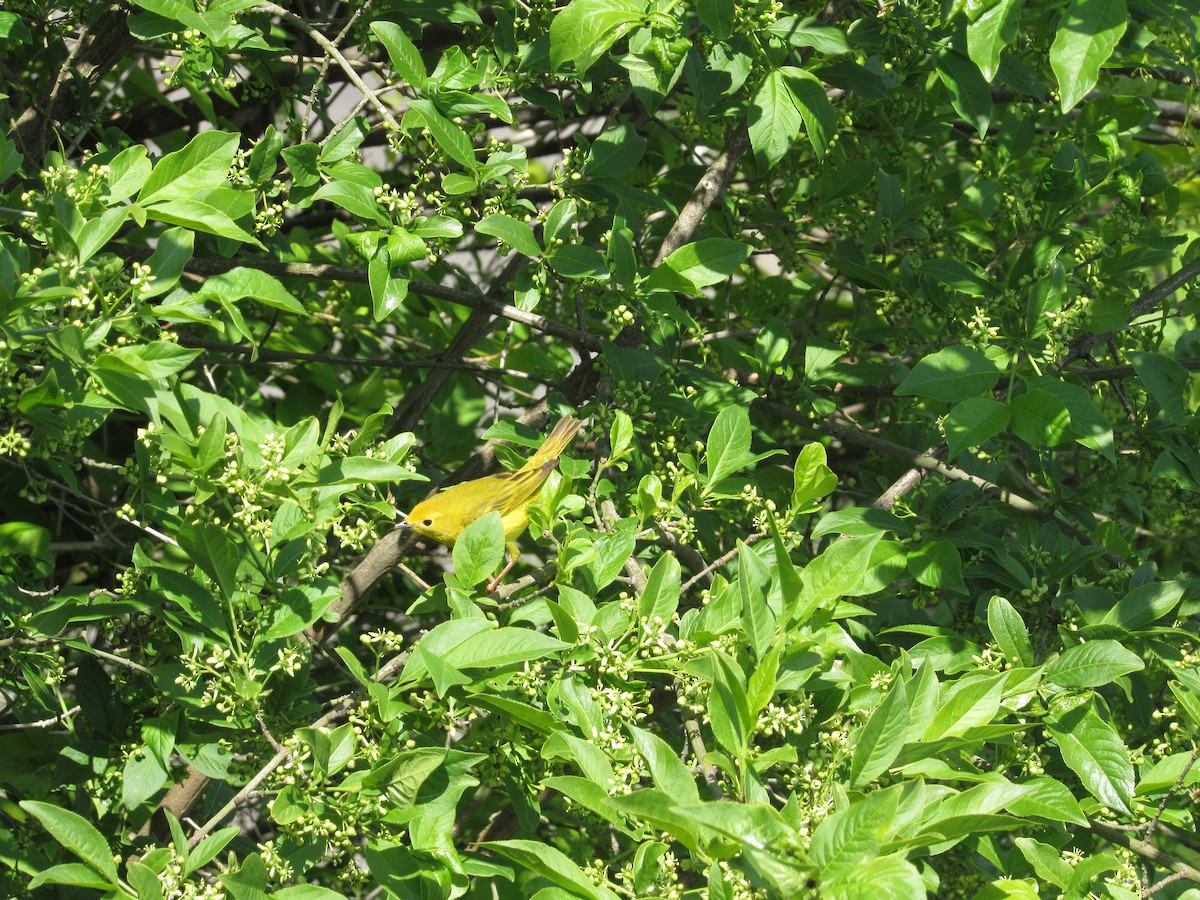 Northern Yellow Warbler - ML646729606