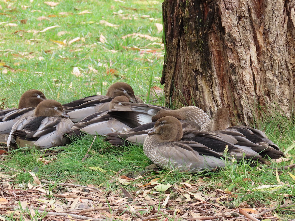 Maned Duck - ML646729607