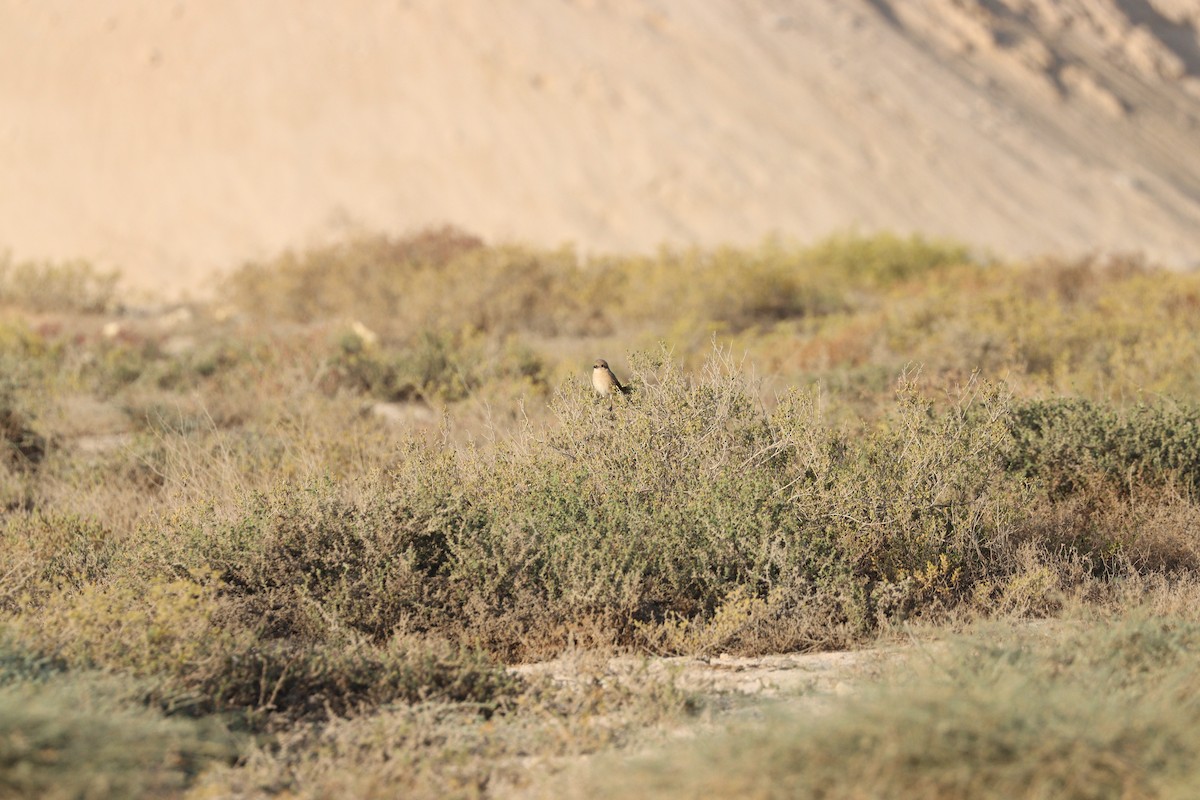 Isabelline Shrike - ML646729608