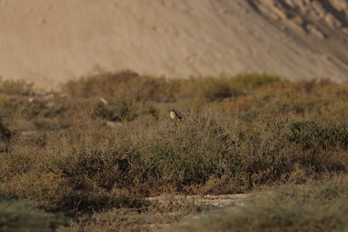 Isabelline Shrike - ML646729609