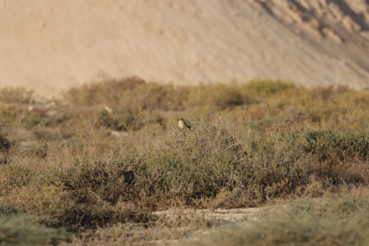 Isabelline Shrike - ML646729610