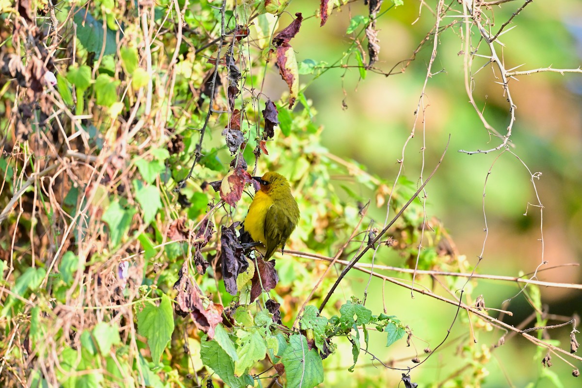 Spectacled Weaver - ML646729611
