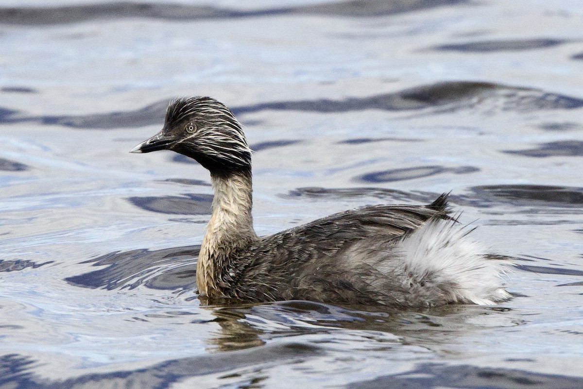 Hoary-headed Grebe - ML646729619