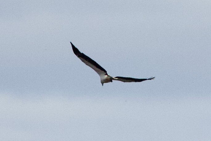 עיטם לבן-גחון - ML646729620