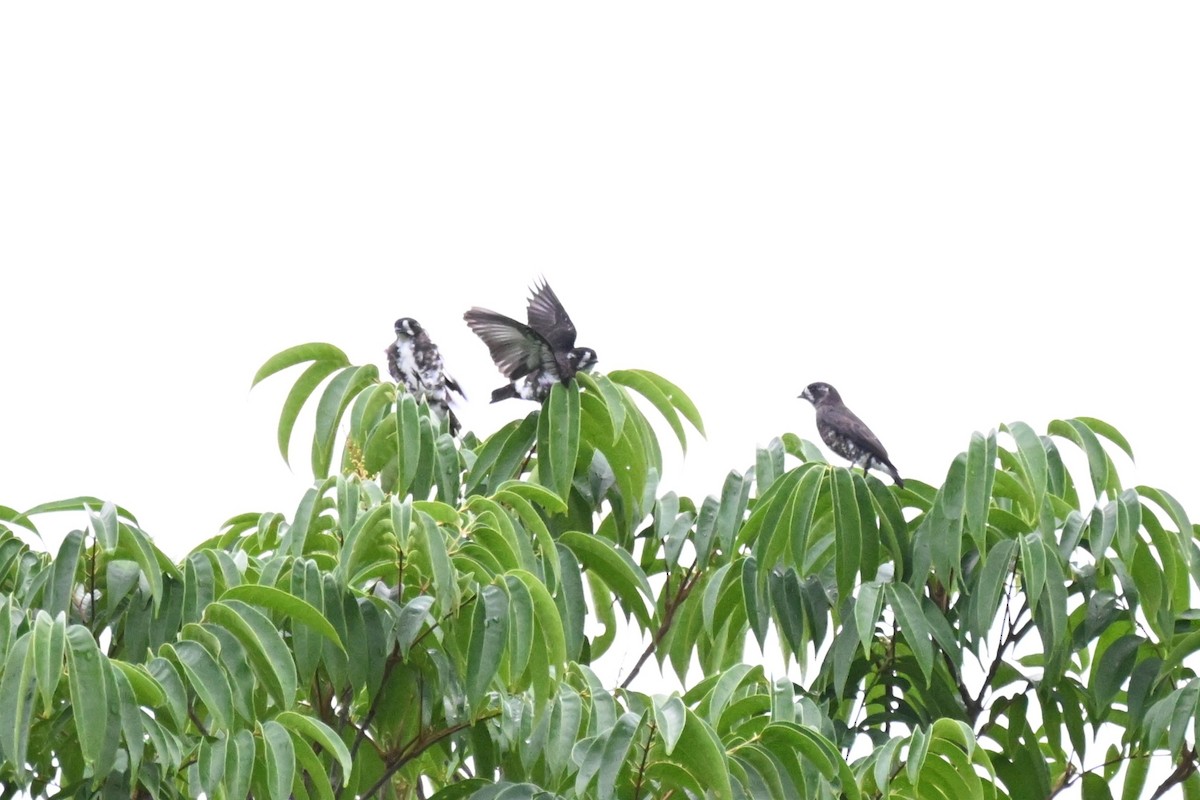 White-browed Purpletuft - ML646729624