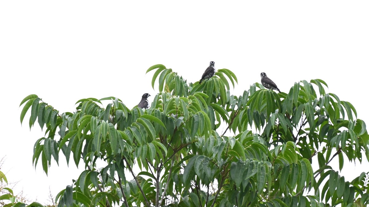 White-browed Purpletuft - ML646729625