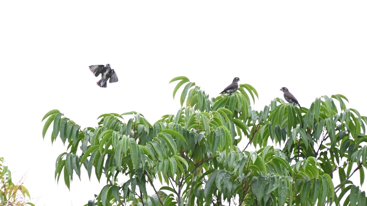 White-browed Purpletuft - ML646729626