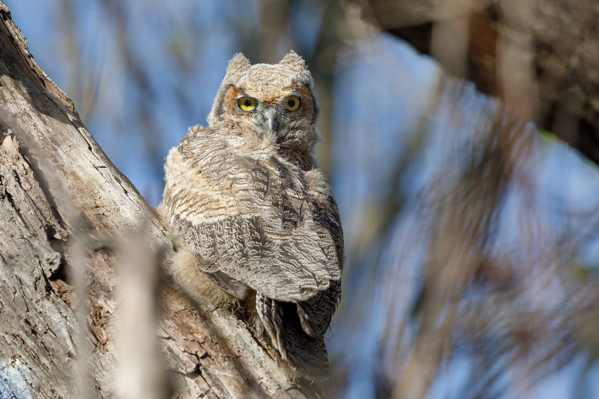 Пугач віргінський - ML646729629