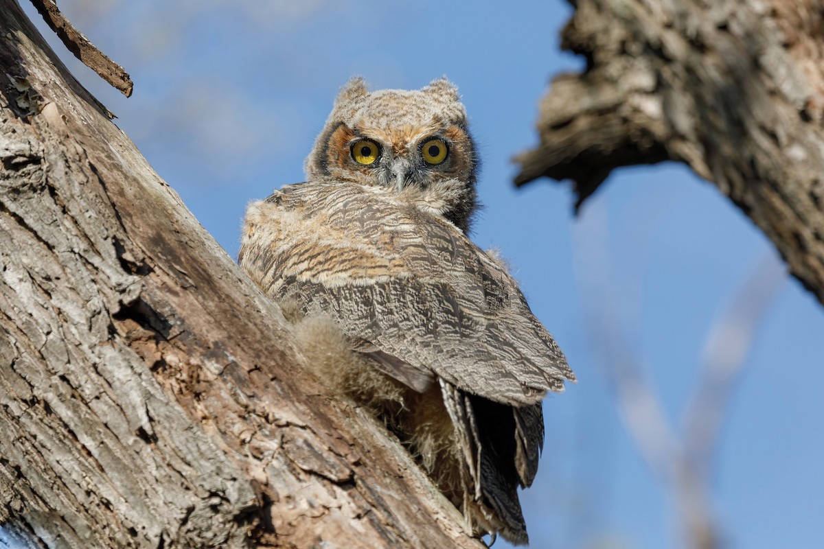 Пугач віргінський - ML646729630