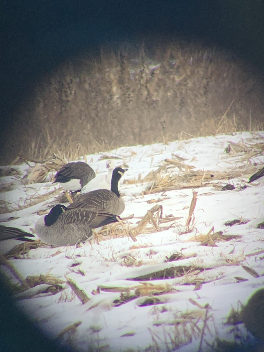 Ross's Goose - ML646729631