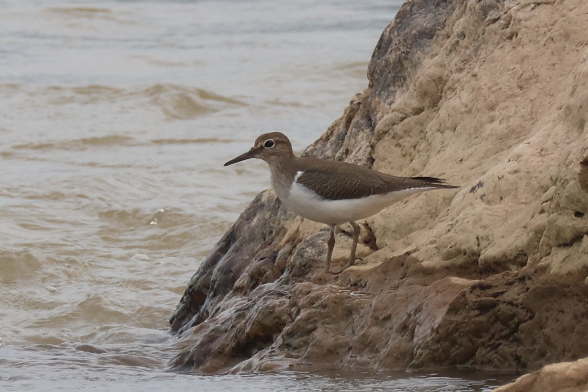 Kuliska txikia - ML646729632