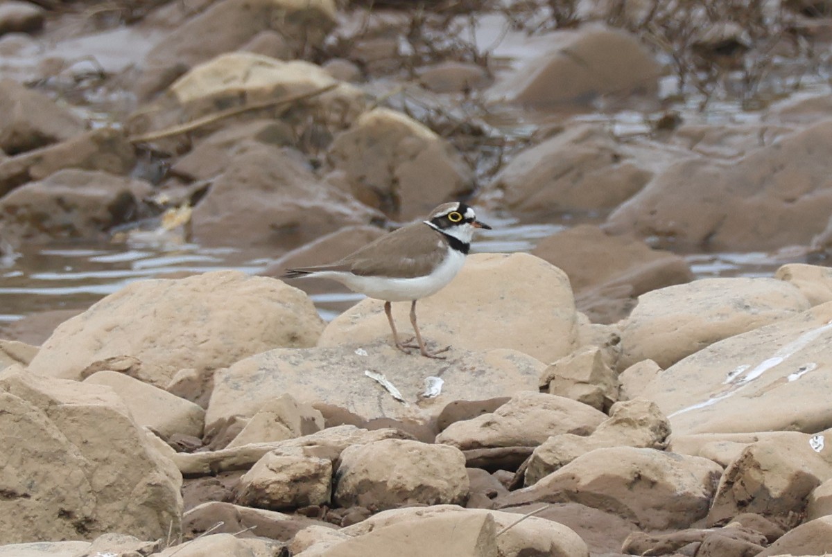 Txirritxo txikia (dubius/jerdoni) - ML646729633