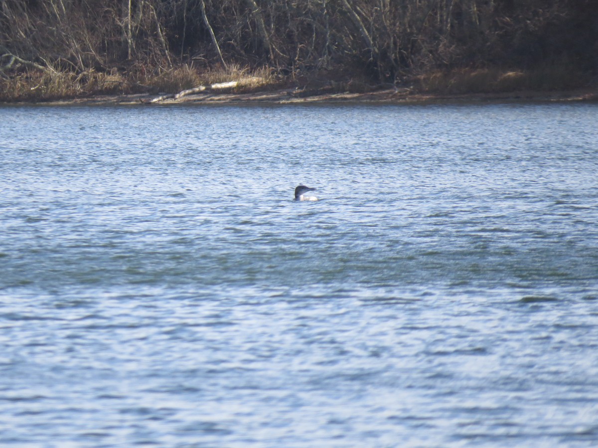 Гагара полярна - ML646729634