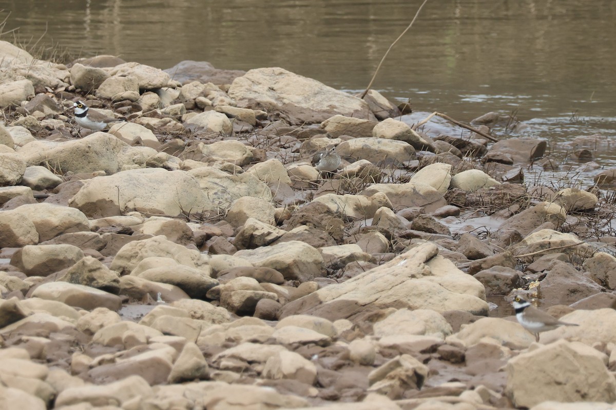 Txirritxo txikia (dubius/jerdoni) - ML646729635