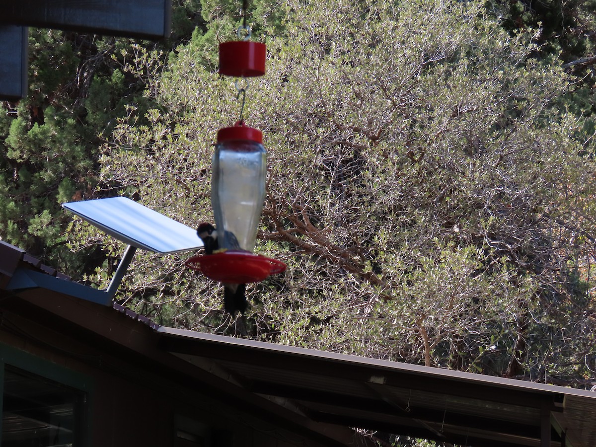 Palamut Ağaçkakanı - ML646729636