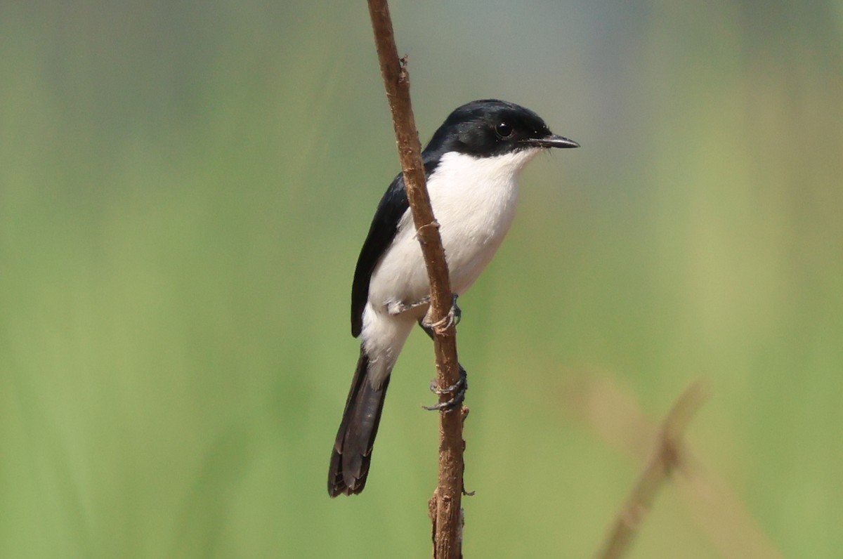 Jerdon Taşkuşu - ML646729637