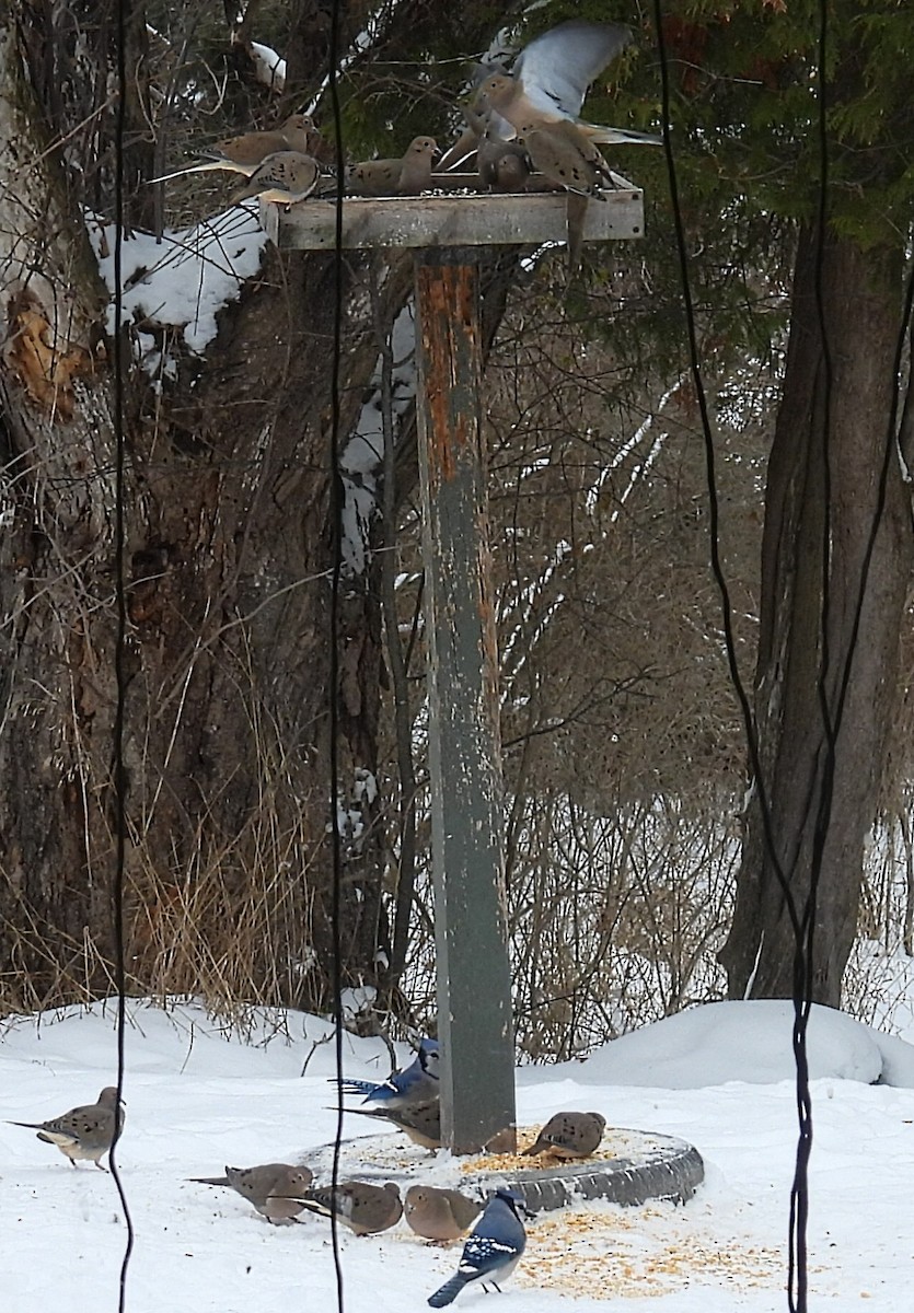 Tourterelle triste - ML646729643