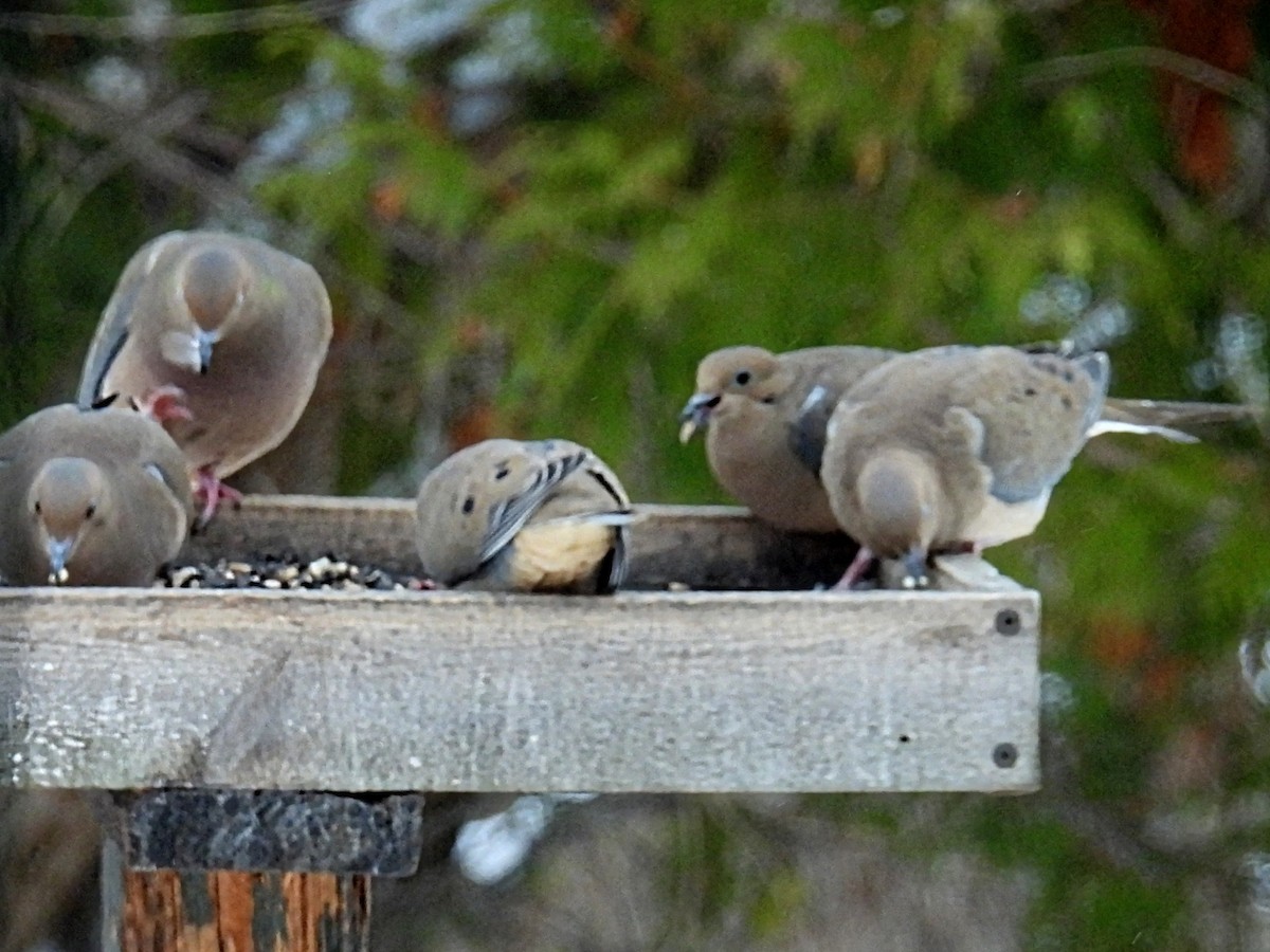 Tourterelle triste - ML646729644