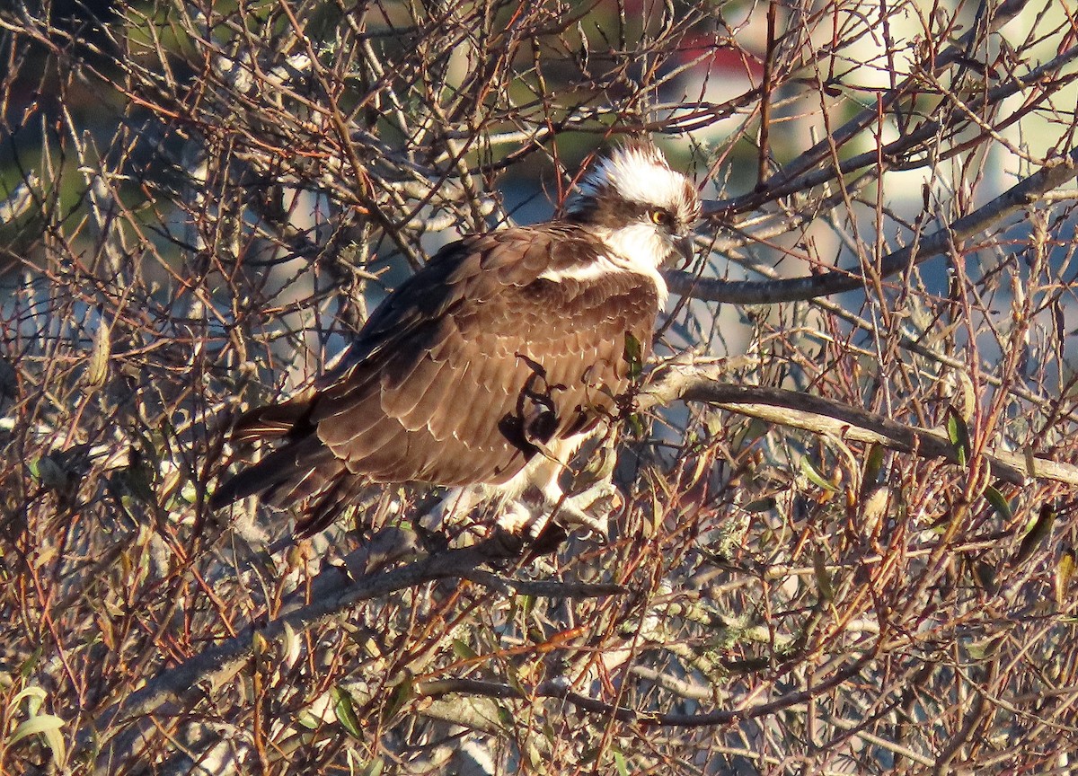 Balık Kartalı - ML646729645