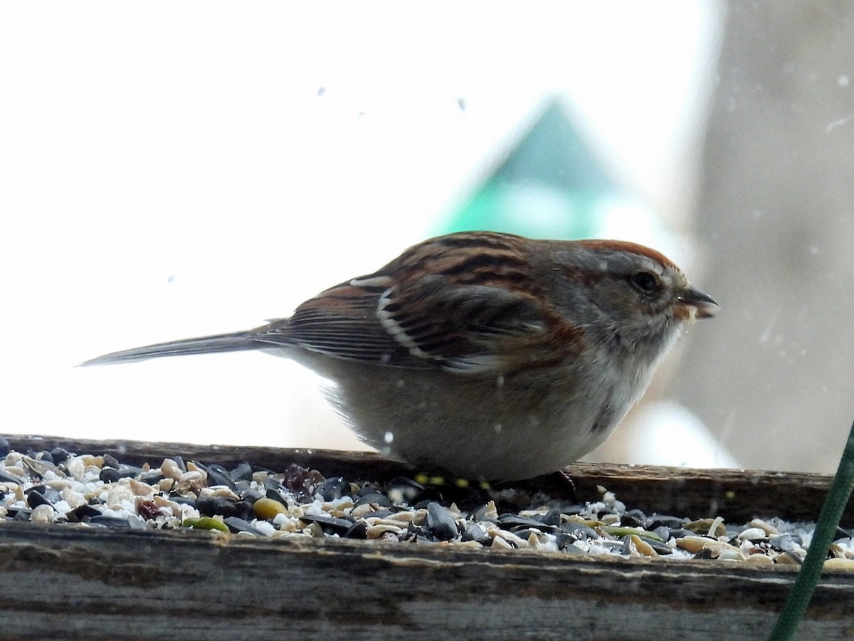 Bruant hudsonien - ML646729646