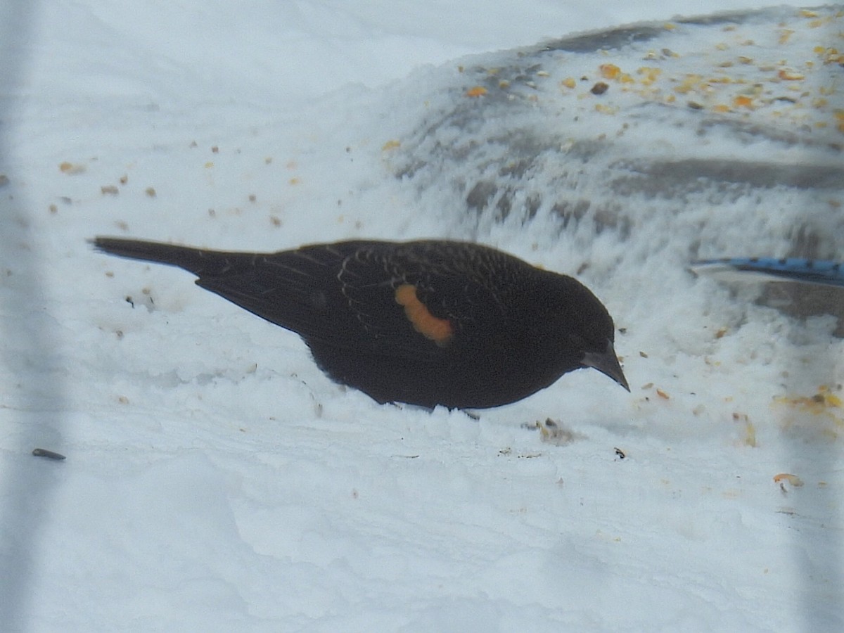 Carouge à épaulettes - ML646729647