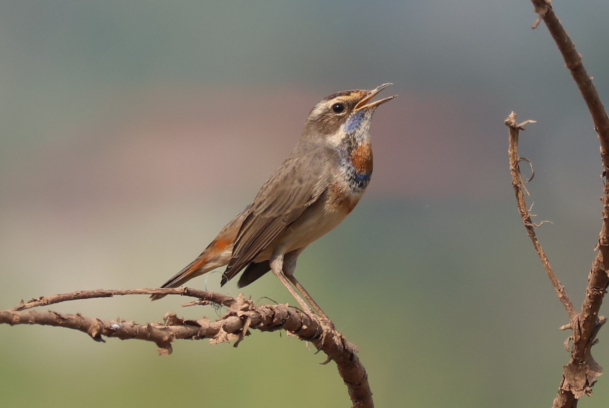 Mavigerdan [svecica grubu] - ML646729648