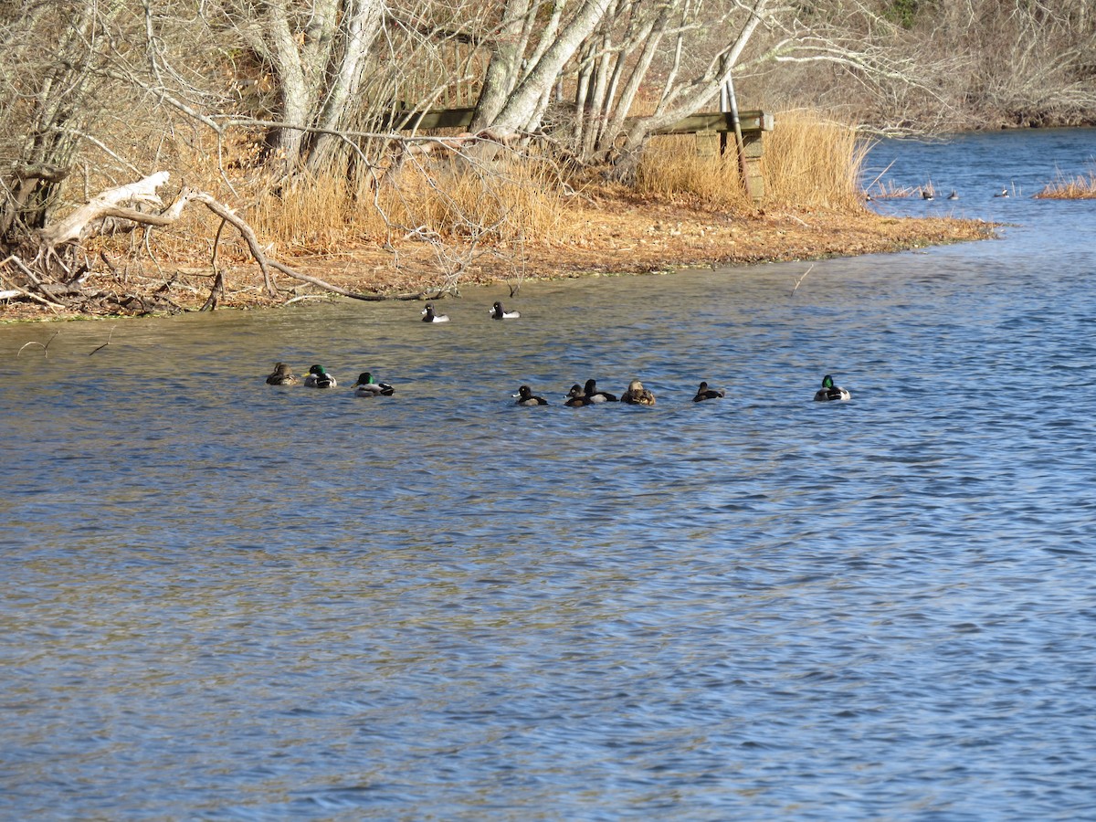 Halkalı Patka - ML646729649