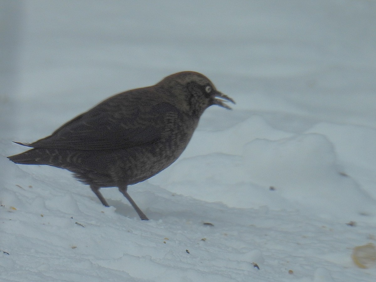 Quiscale rouilleux - ML646729650