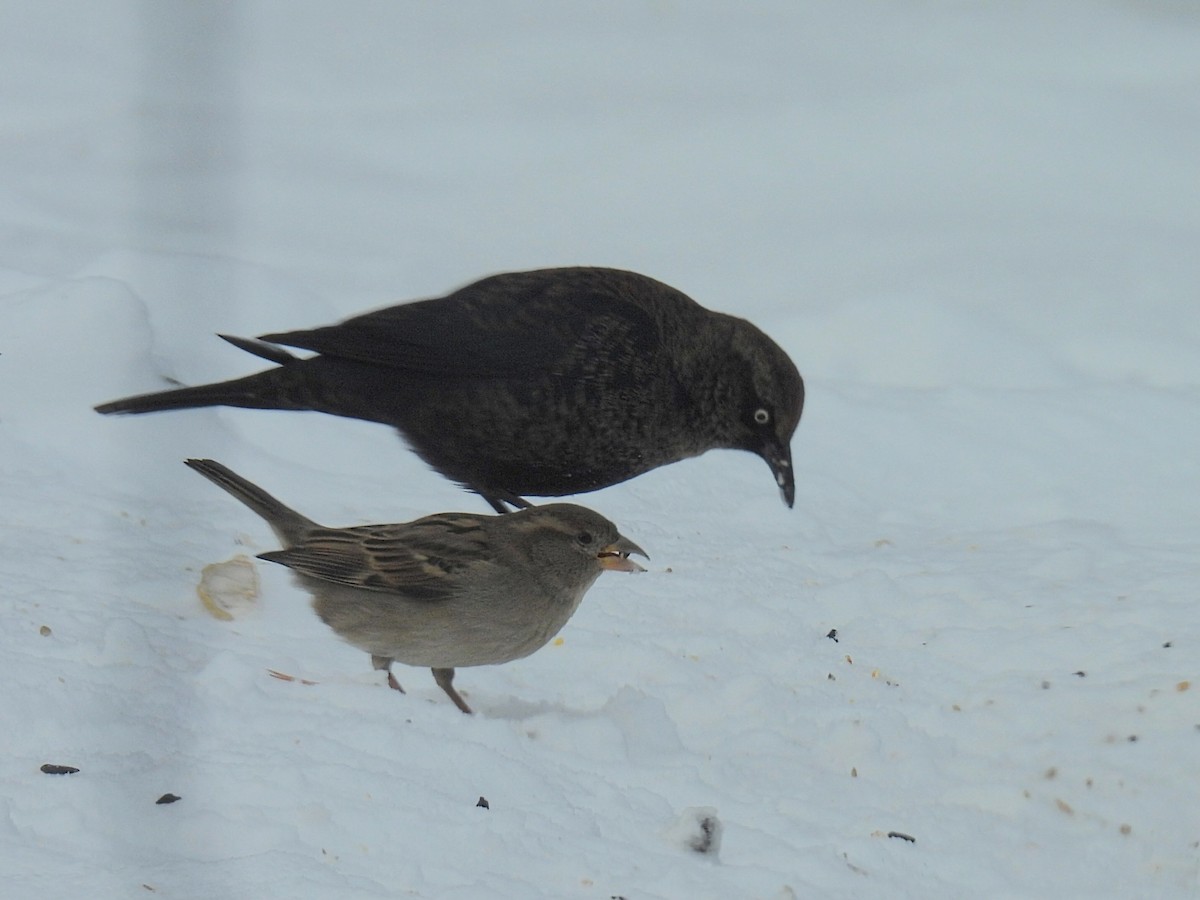 Quiscale rouilleux - ML646729651