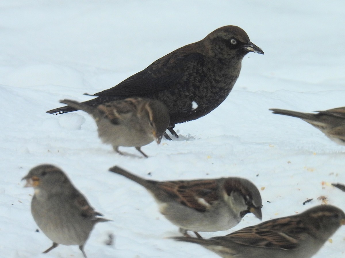 Quiscale rouilleux - ML646729652