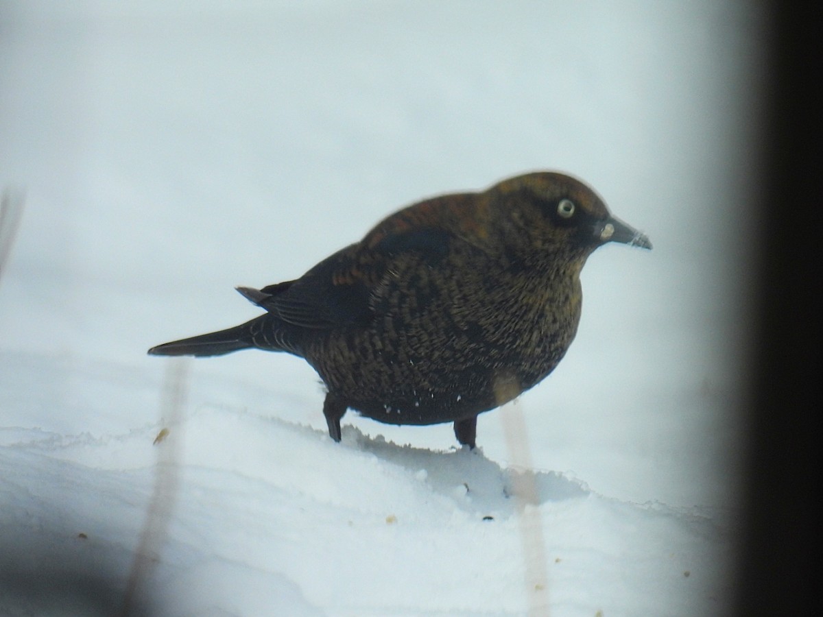 Quiscale rouilleux - ML646729653