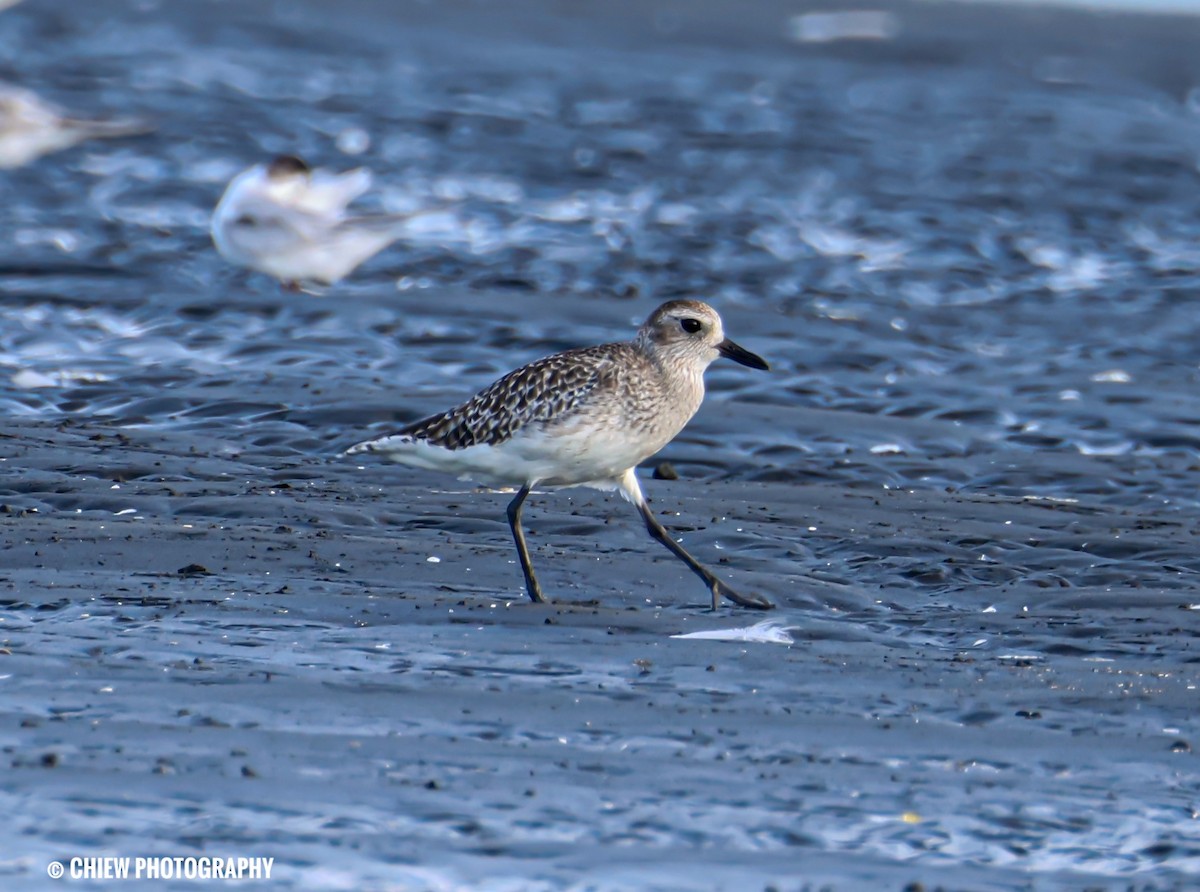 tundralo - ML646729654