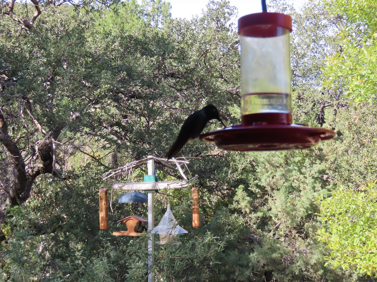 Geniş Gagalı Kolibri - ML646729655