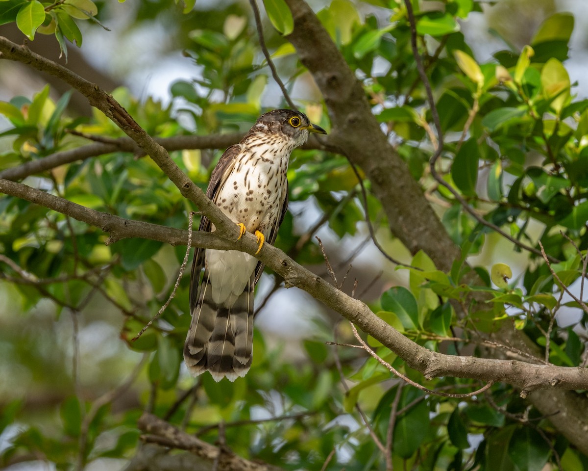 Malezya Atmaca Guguğu - ML646729656