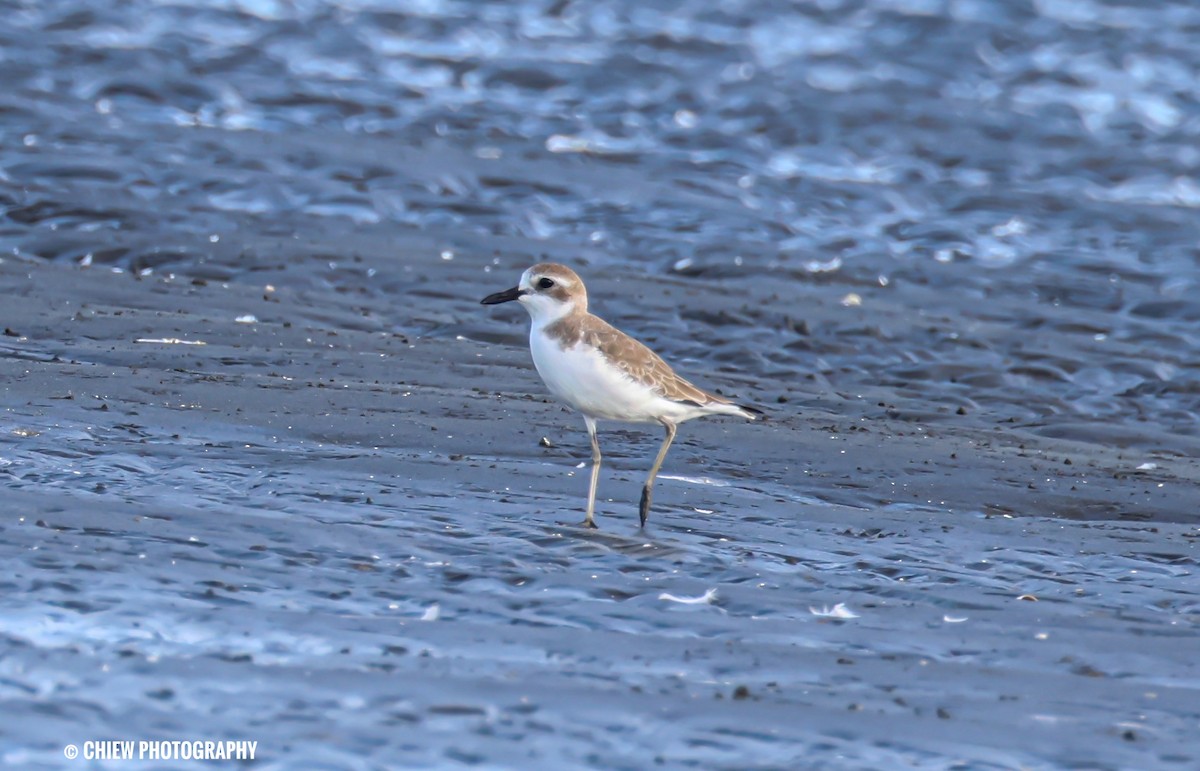 ørkenlo - ML646729657