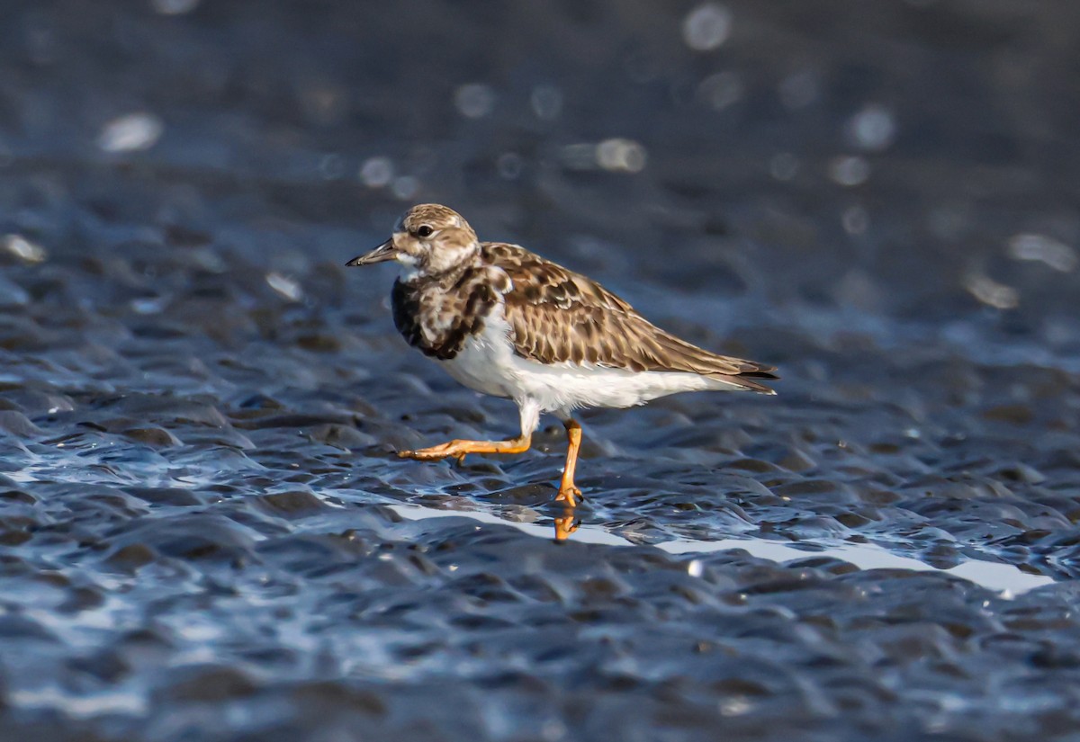 steinvender - ML646729658