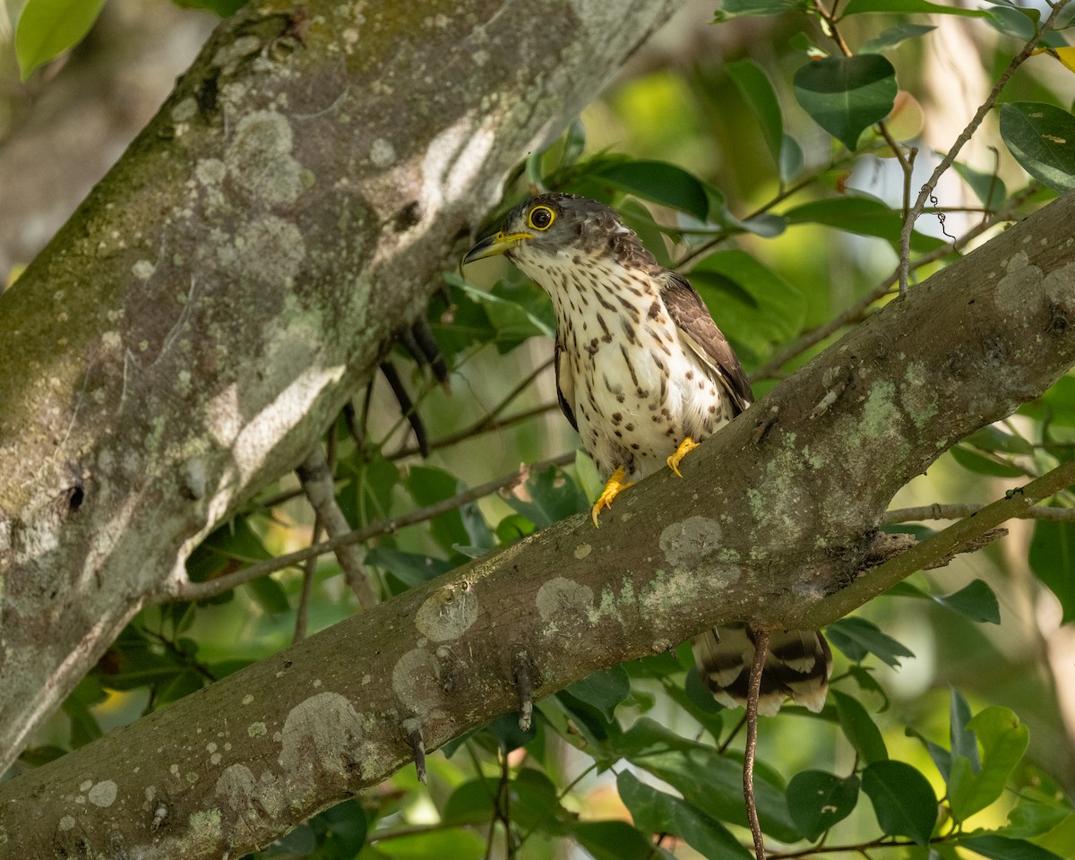 Malezya Atmaca Guguğu - ML646729665