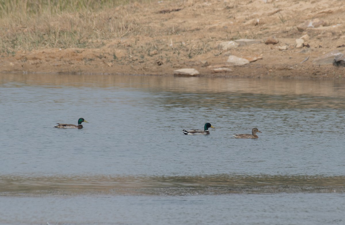 Basahatea - ML646729666