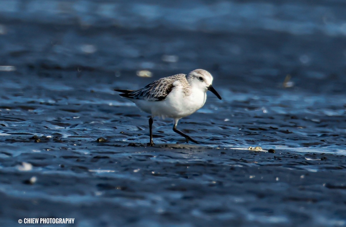 sandløper - ML646729667