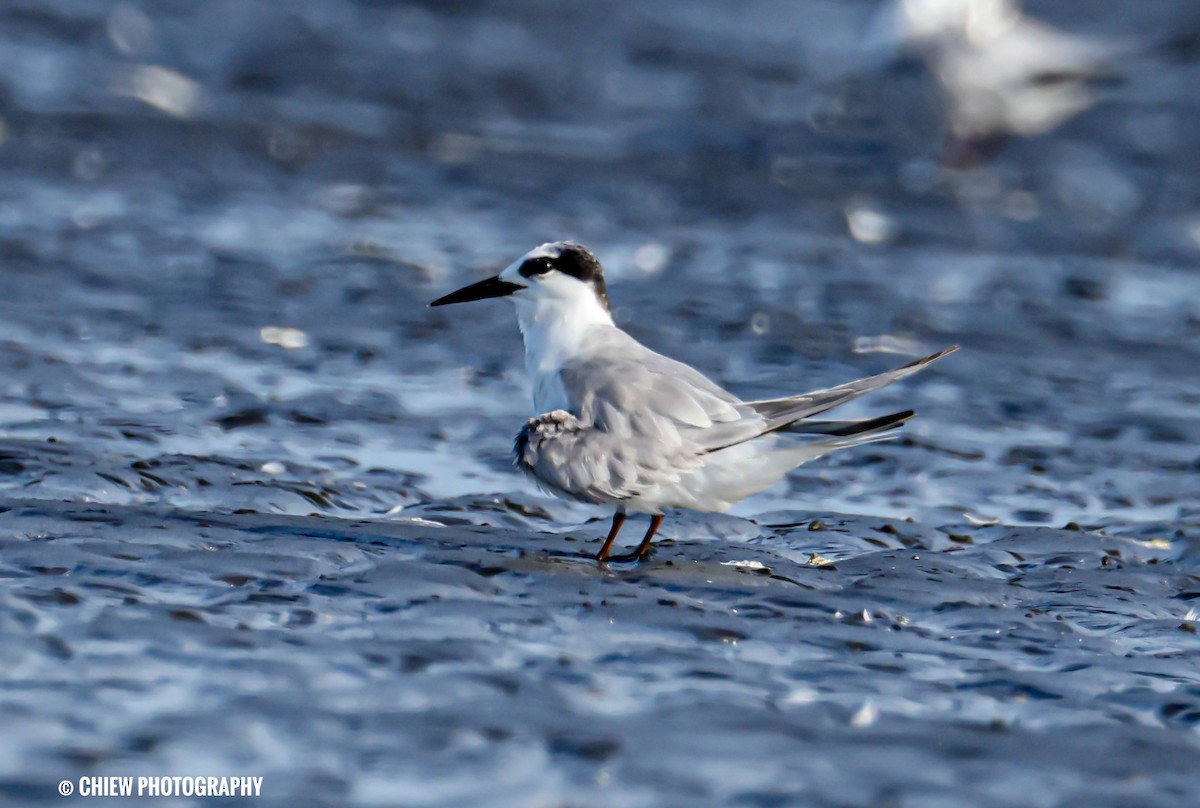 dvergterne - ML646729668