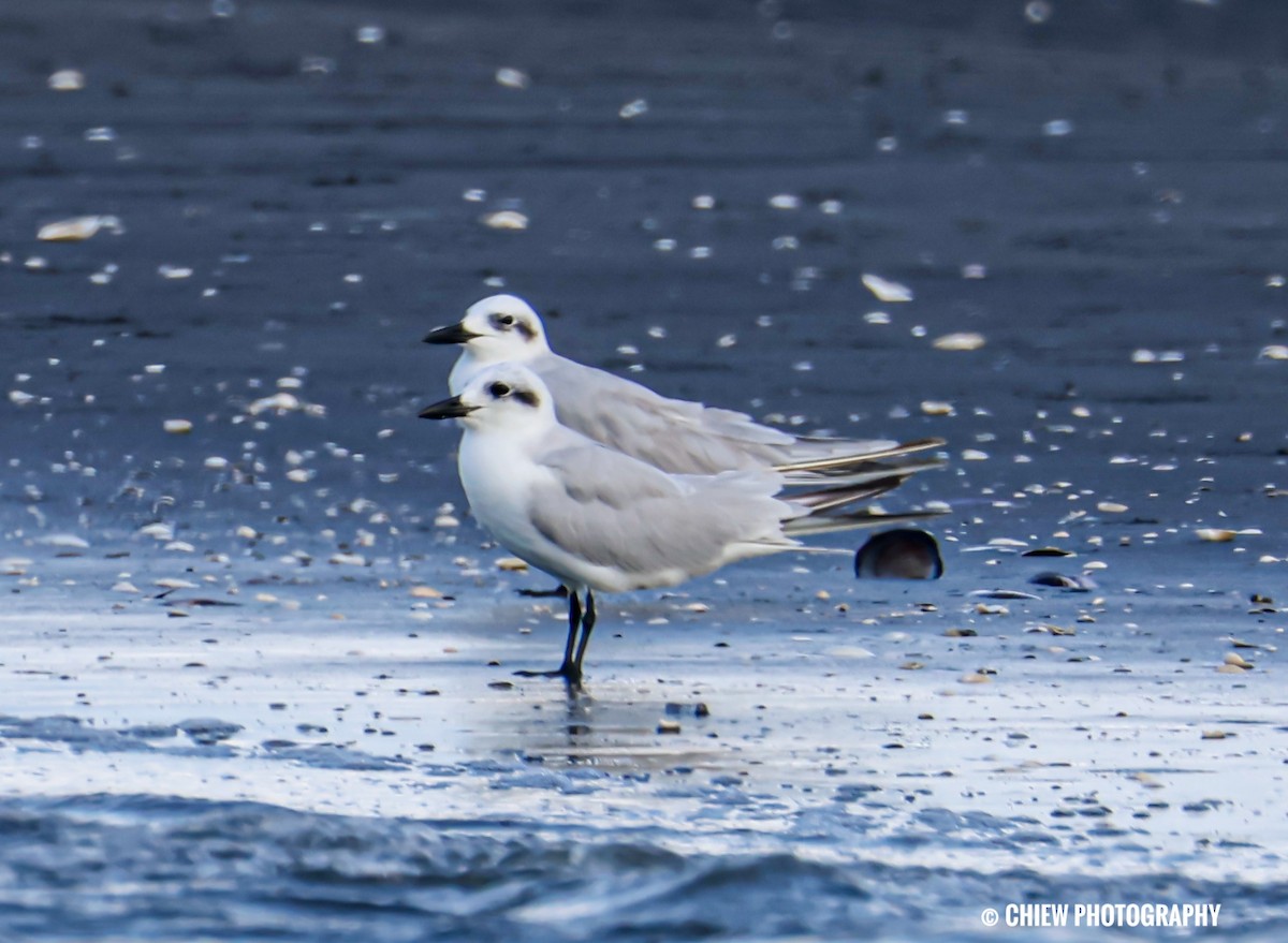 sandterne - ML646729670