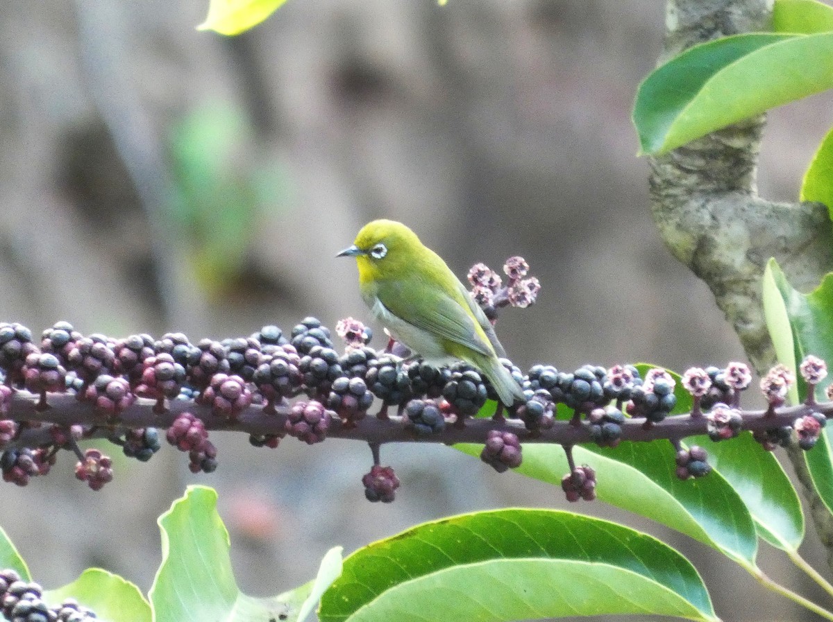 Warbling White-eye - ML646729671