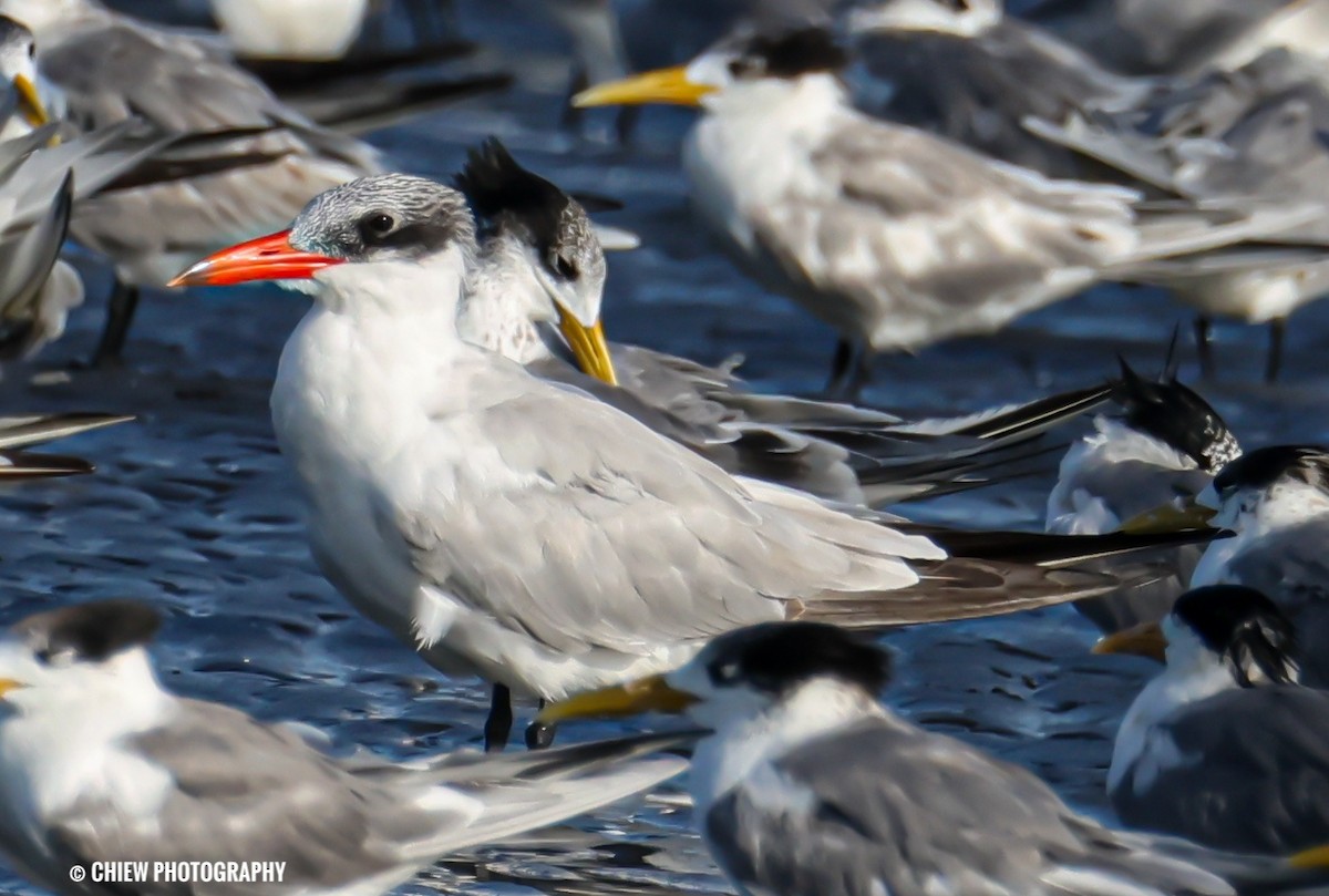 rovterne - ML646729673