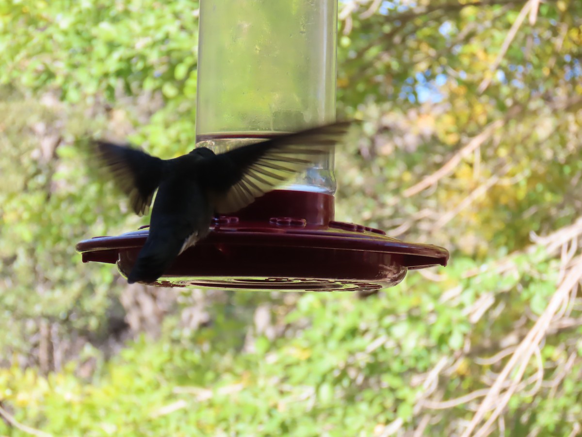 Geniş Gagalı Kolibri - ML646729674