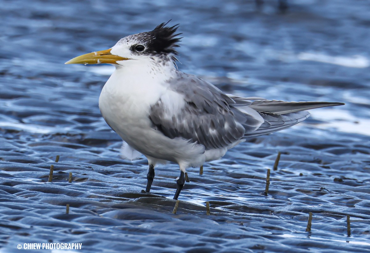 hinduterne - ML646729682