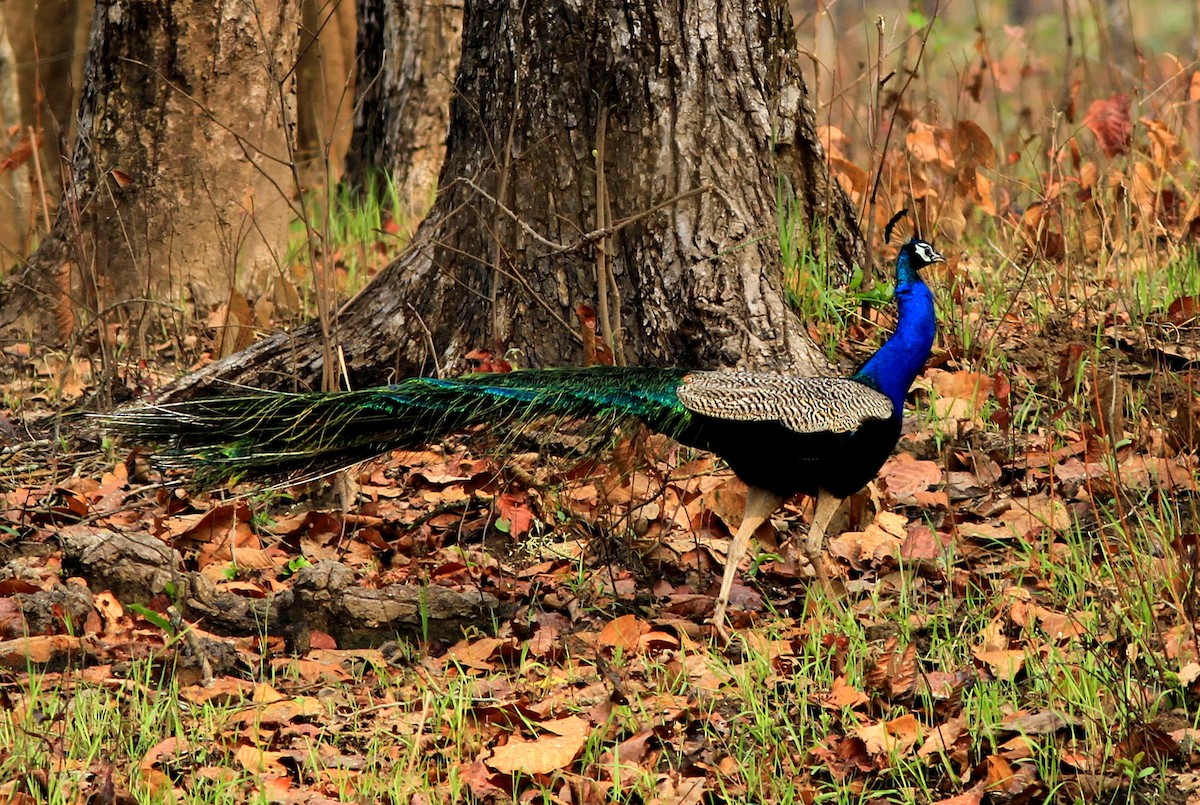 Tavuskuşu - ML646729683