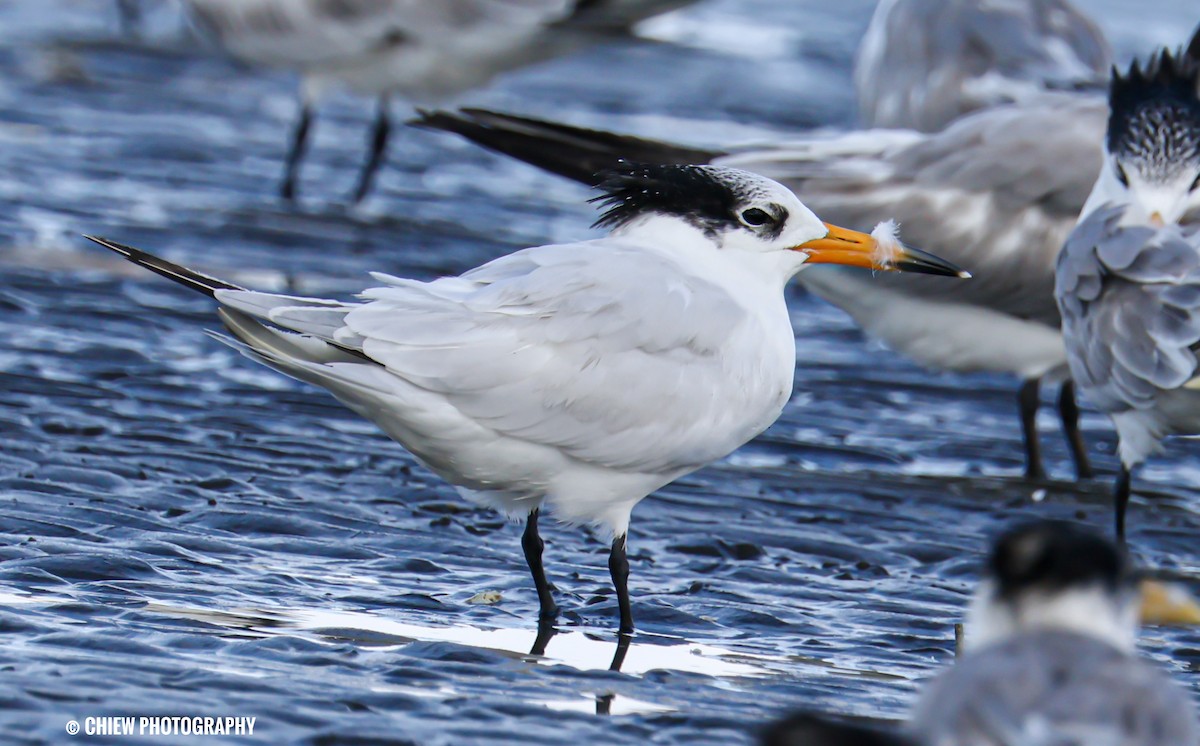 kinaterne - ML646729685