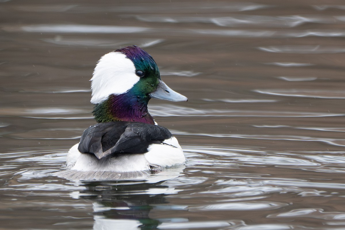 Ak Yanaklı Ördek - ML646729686