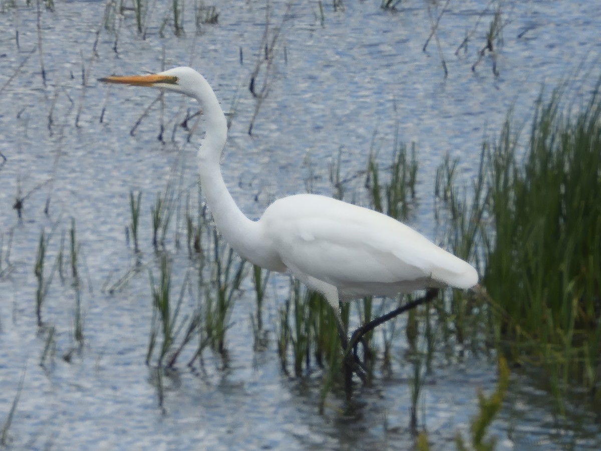 Büyük Ak Balıkçıl (modesta) - ML646729687