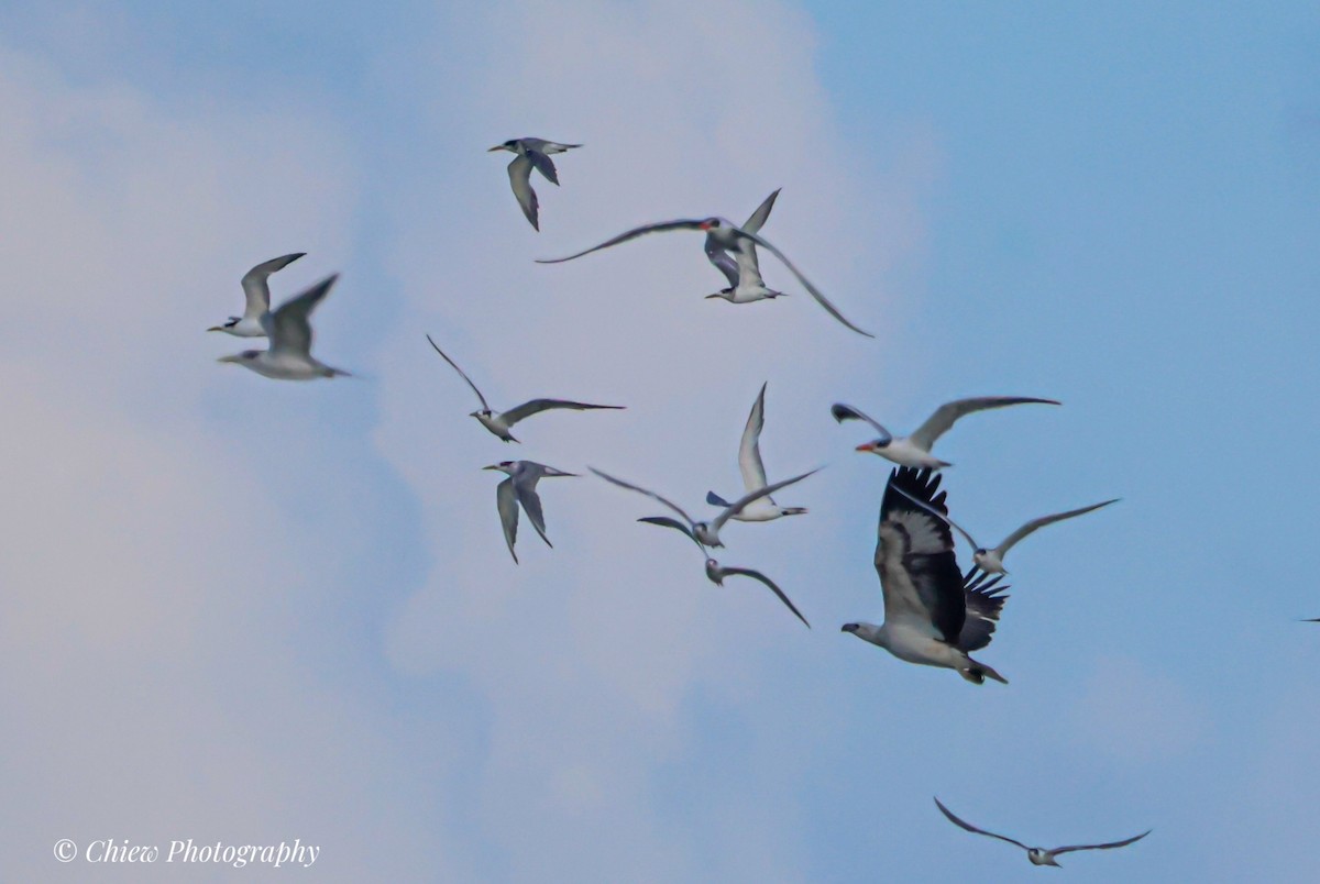 hvitbukhavørn - ML646729688